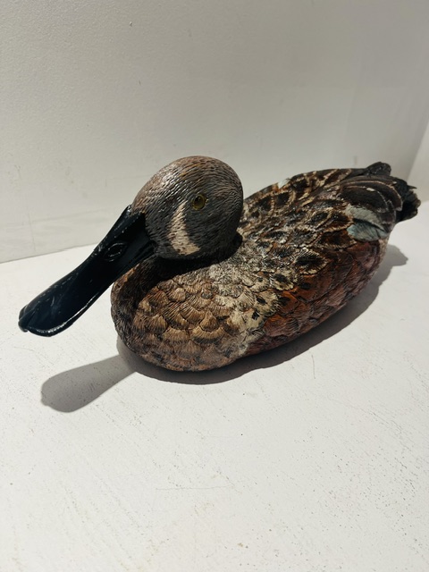 Hand Carved Shoveler Duck Decoy