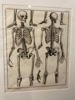 6 x Lorenz Oken Anatomical Lithographs